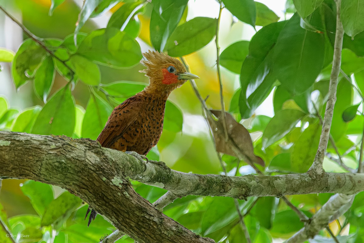 Chestnut-colored Woodpecker - ML626913372