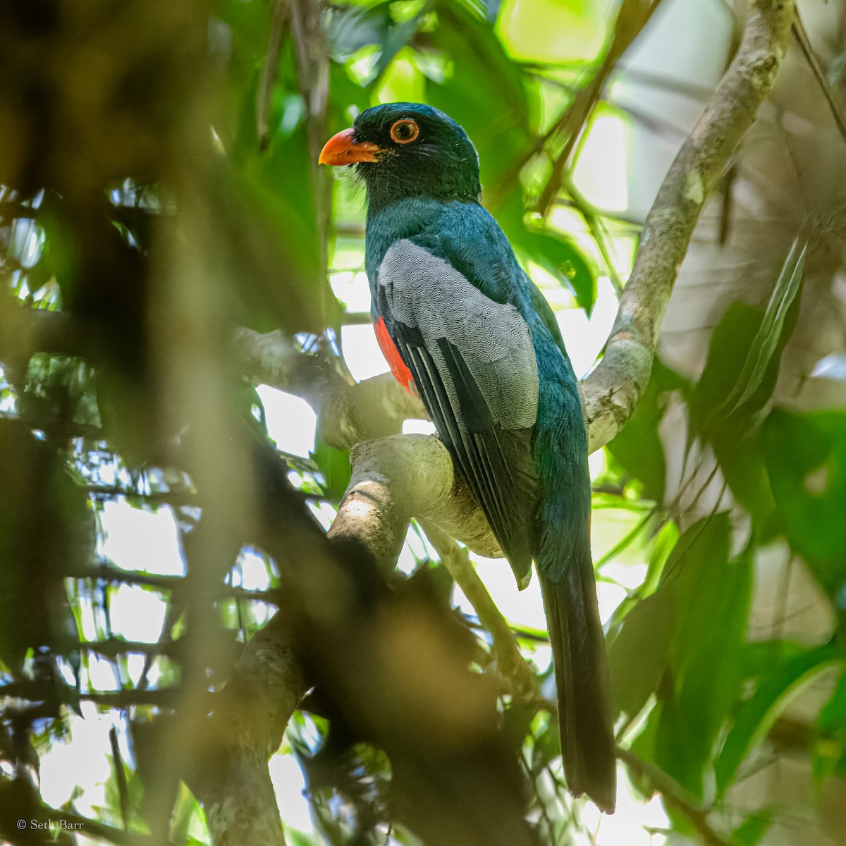 Slaty-tailed Trogon - ML626913394