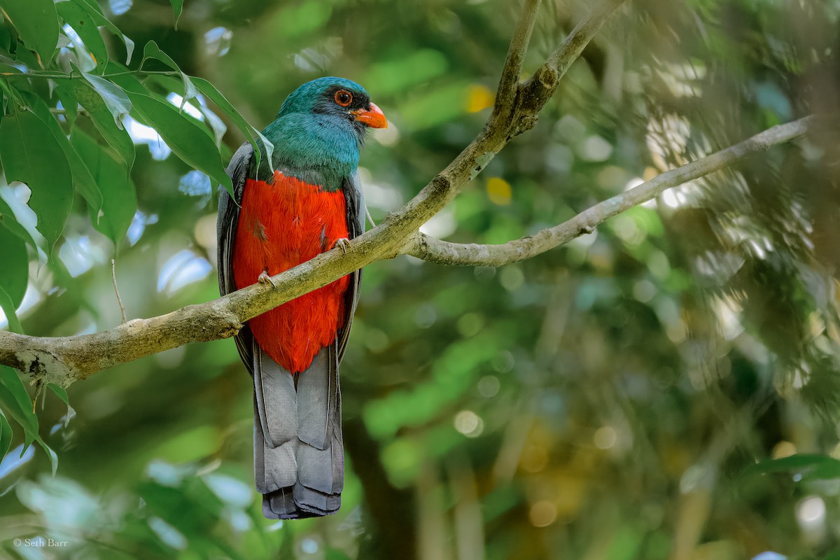 Slaty-tailed Trogon - ML626913397