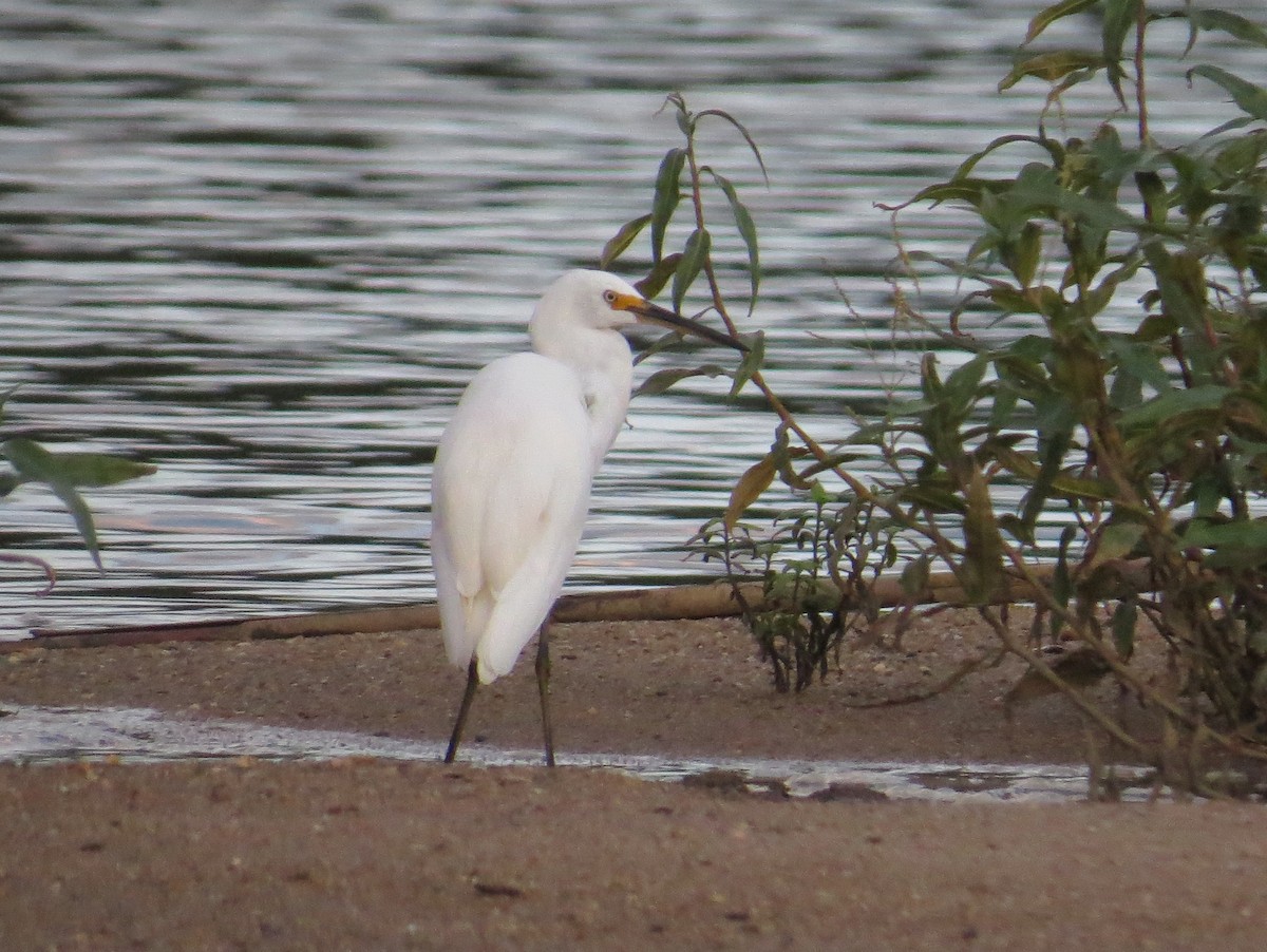 Little Egret - ML626913469
