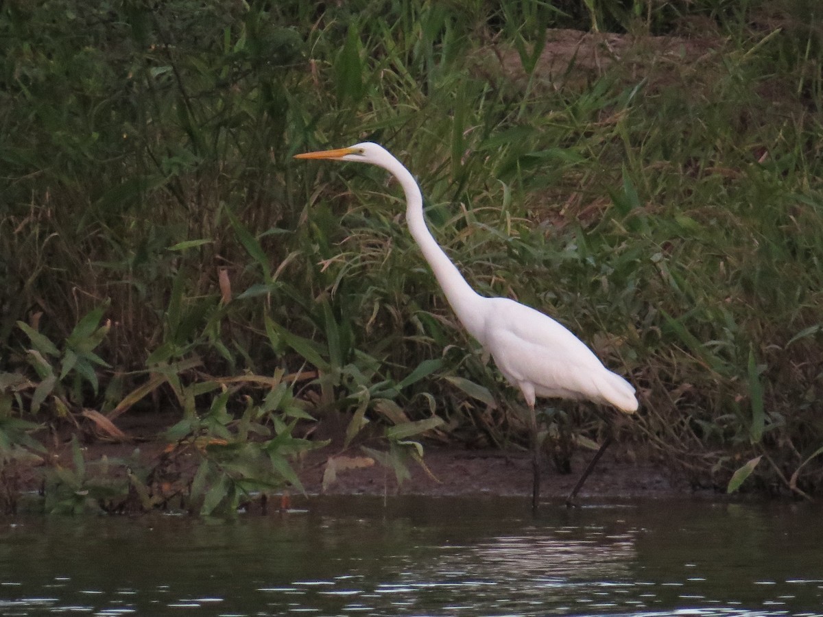 Great Egret - ML626913484