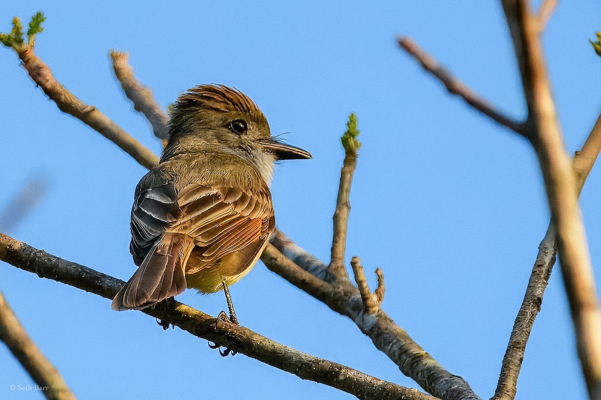 Dusky-capped Flycatcher (lawrenceii Group) - ML626913547