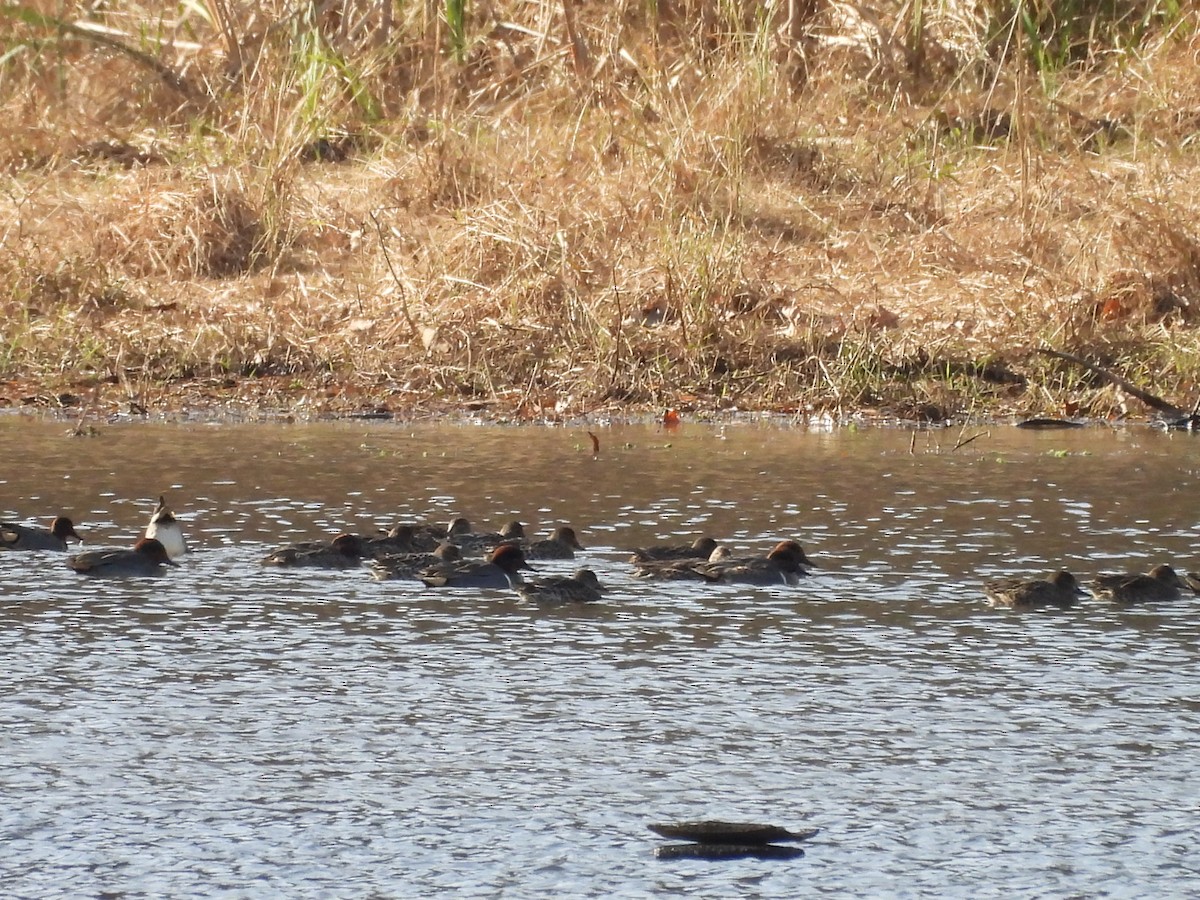 Green-winged Teal - ML626913625