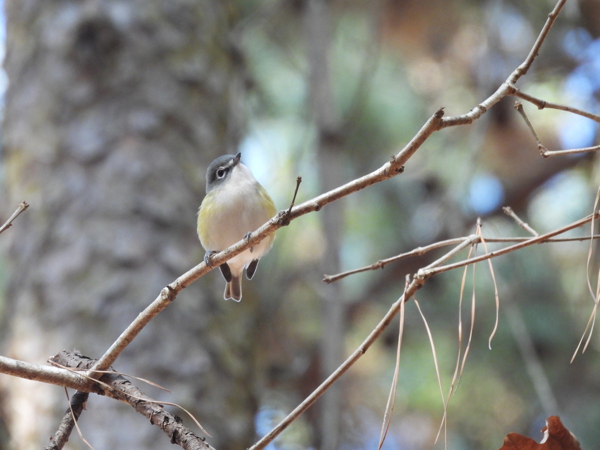 Blue-headed Vireo - ML626913629