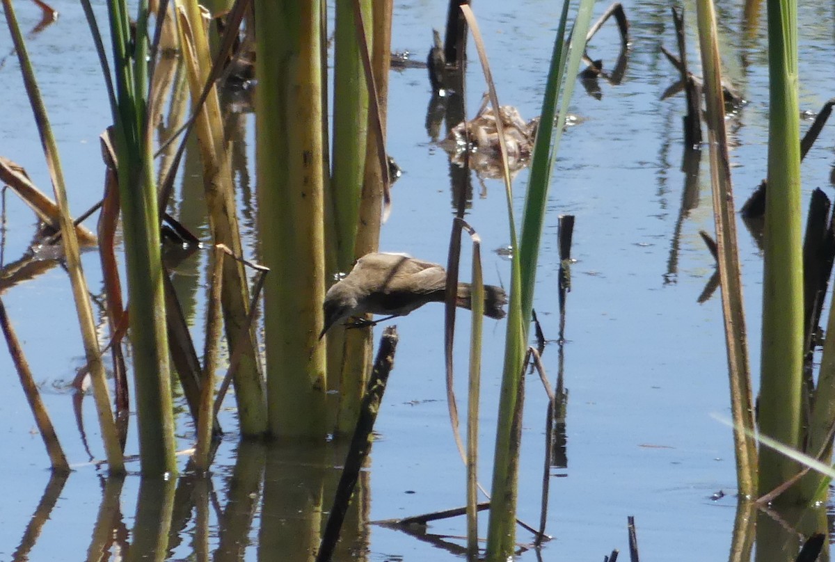 Lesser Swamp Warbler - ML626913634