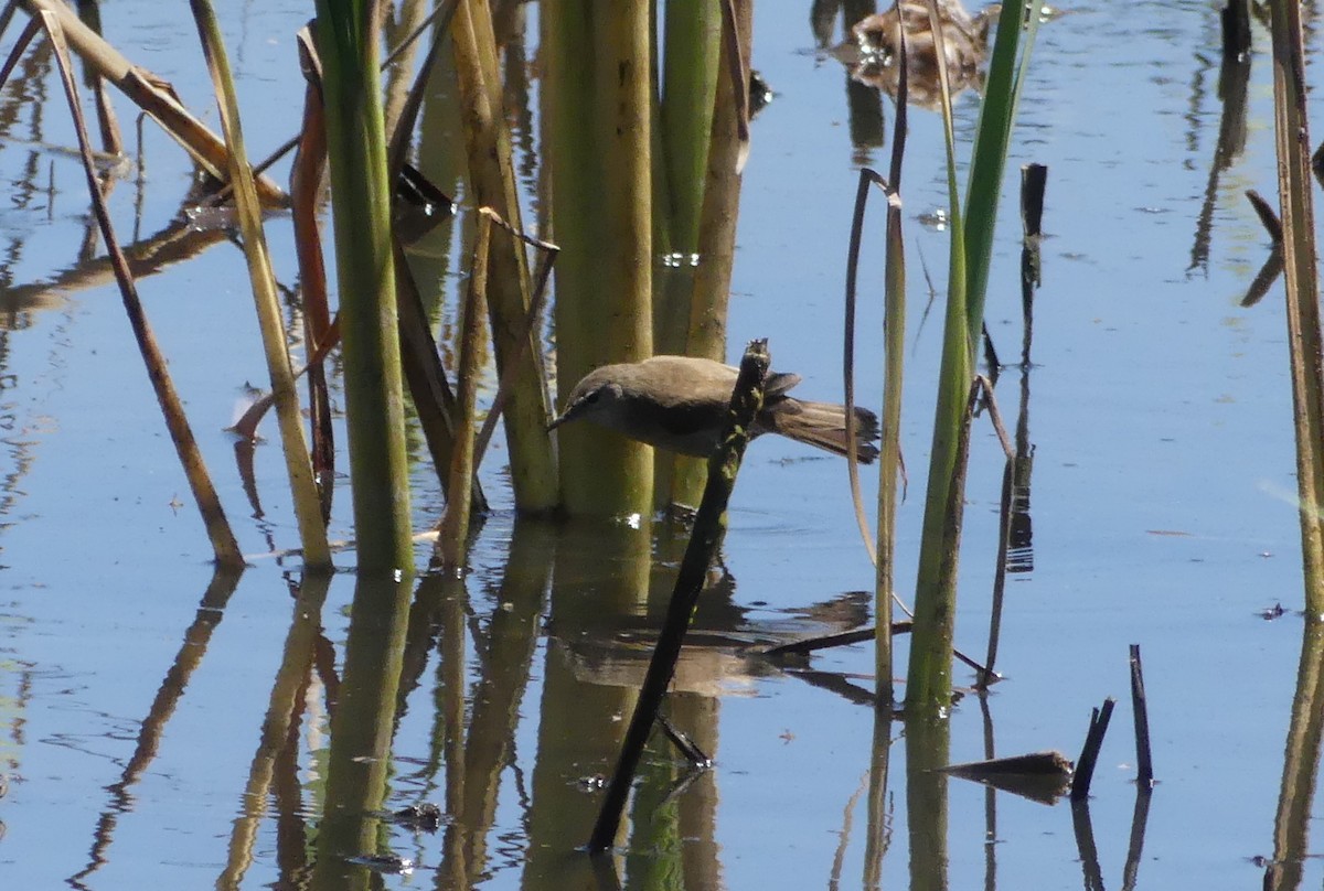 Lesser Swamp Warbler - ML626913635