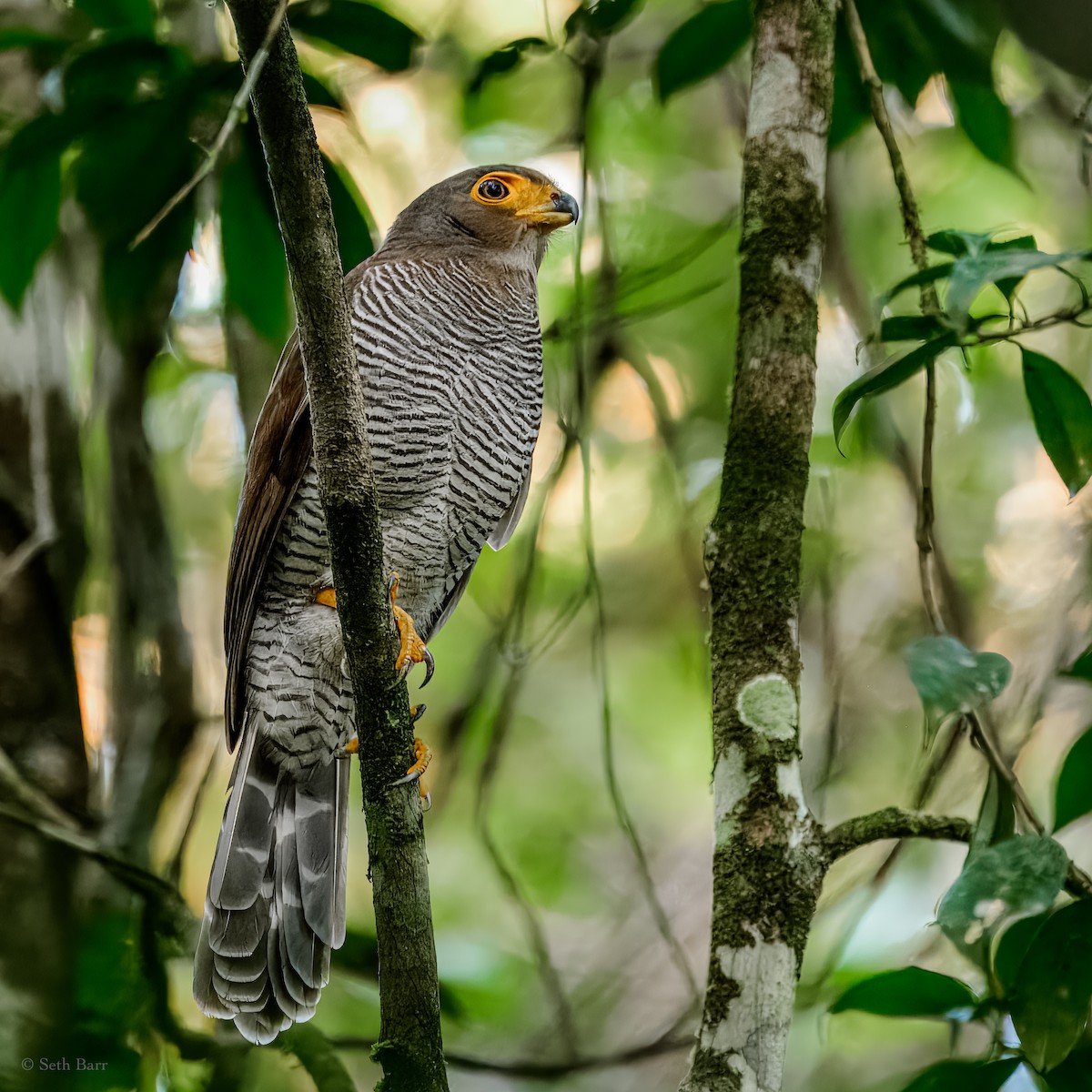 Barred Forest-Falcon - ML626914068