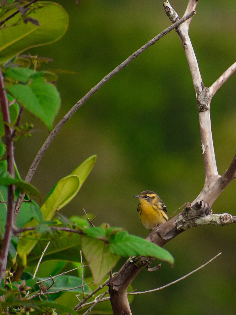 Blackburnian Warbler - ML626914424