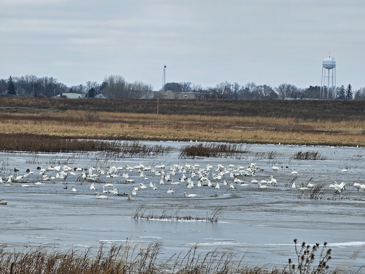 Tundra Swan - ML626914450
