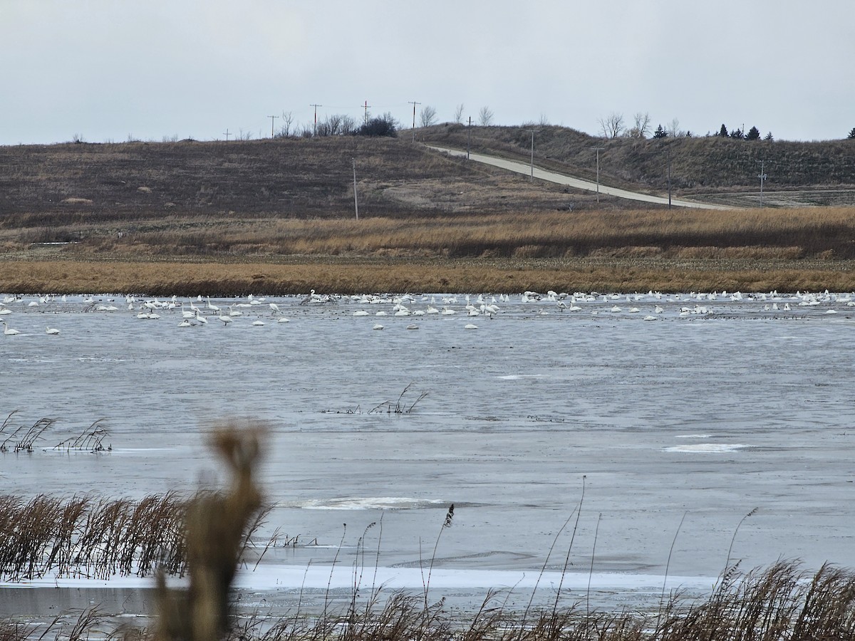 Tundra Swan - ML626914451