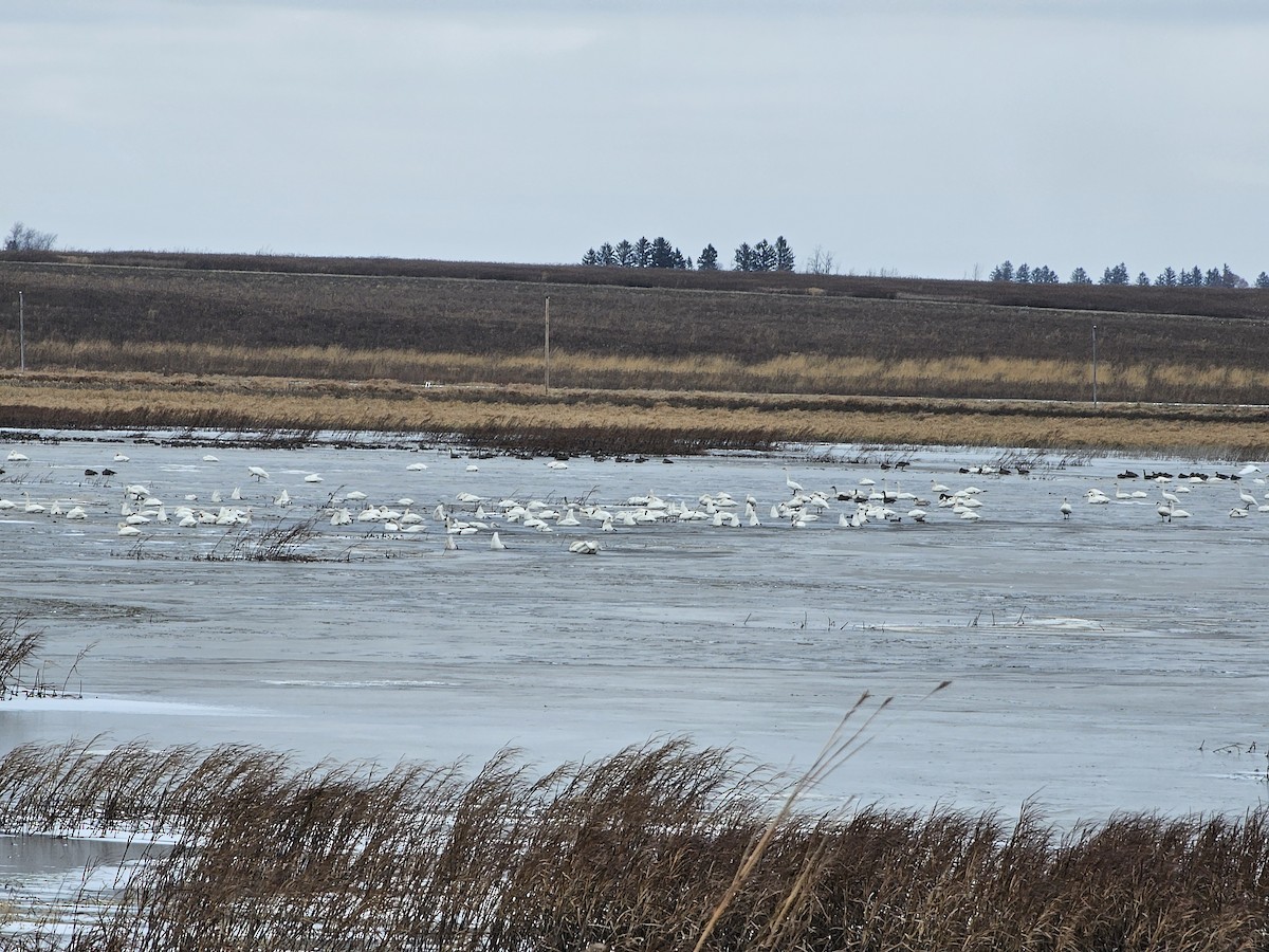 Tundra Swan - ML626914452