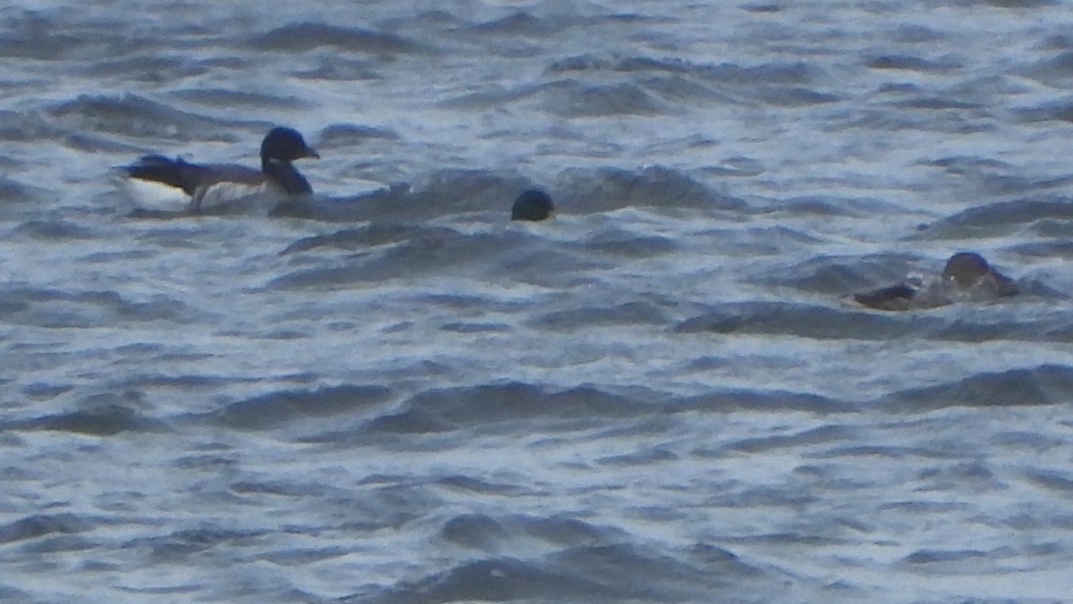 Brant (Pale-bellied) - Ignacio Aparicio