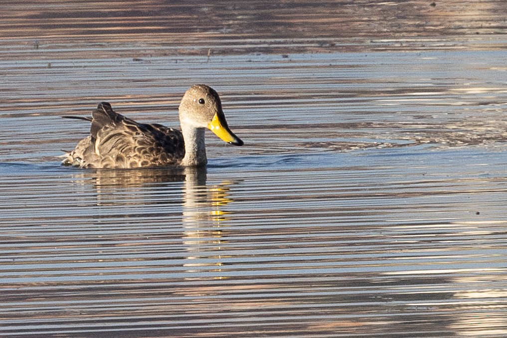 Yellow-billed Pintail - ML626914624