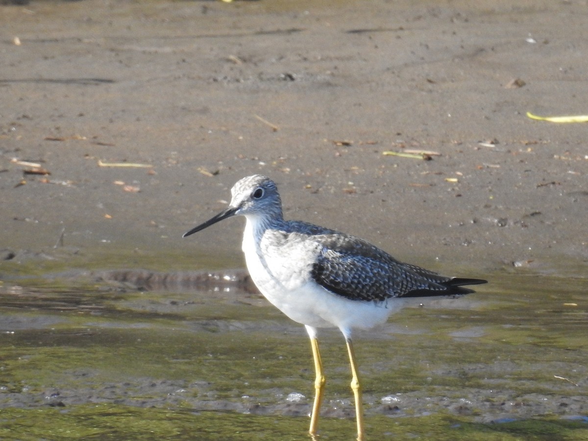 Lesser/Greater Yellowlegs - ML626914650