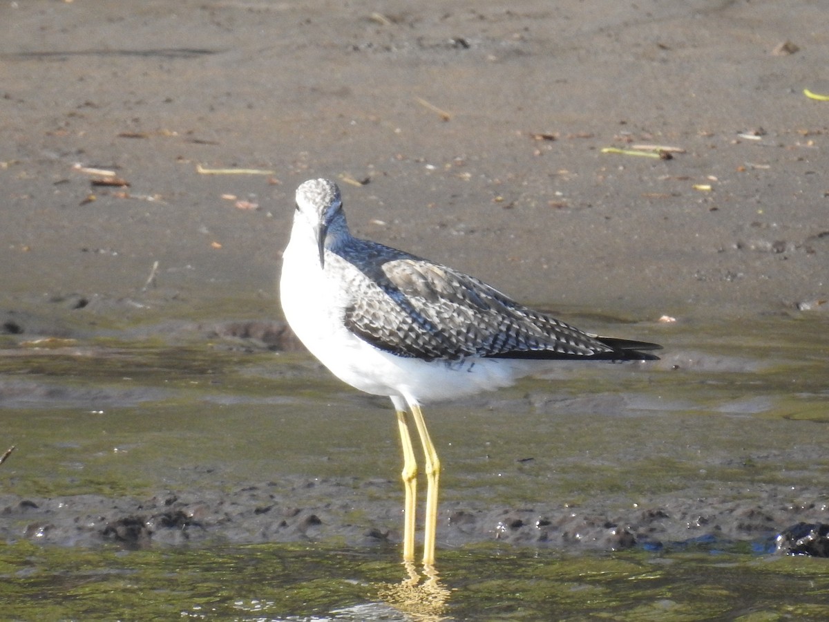 Lesser/Greater Yellowlegs - ML626914673