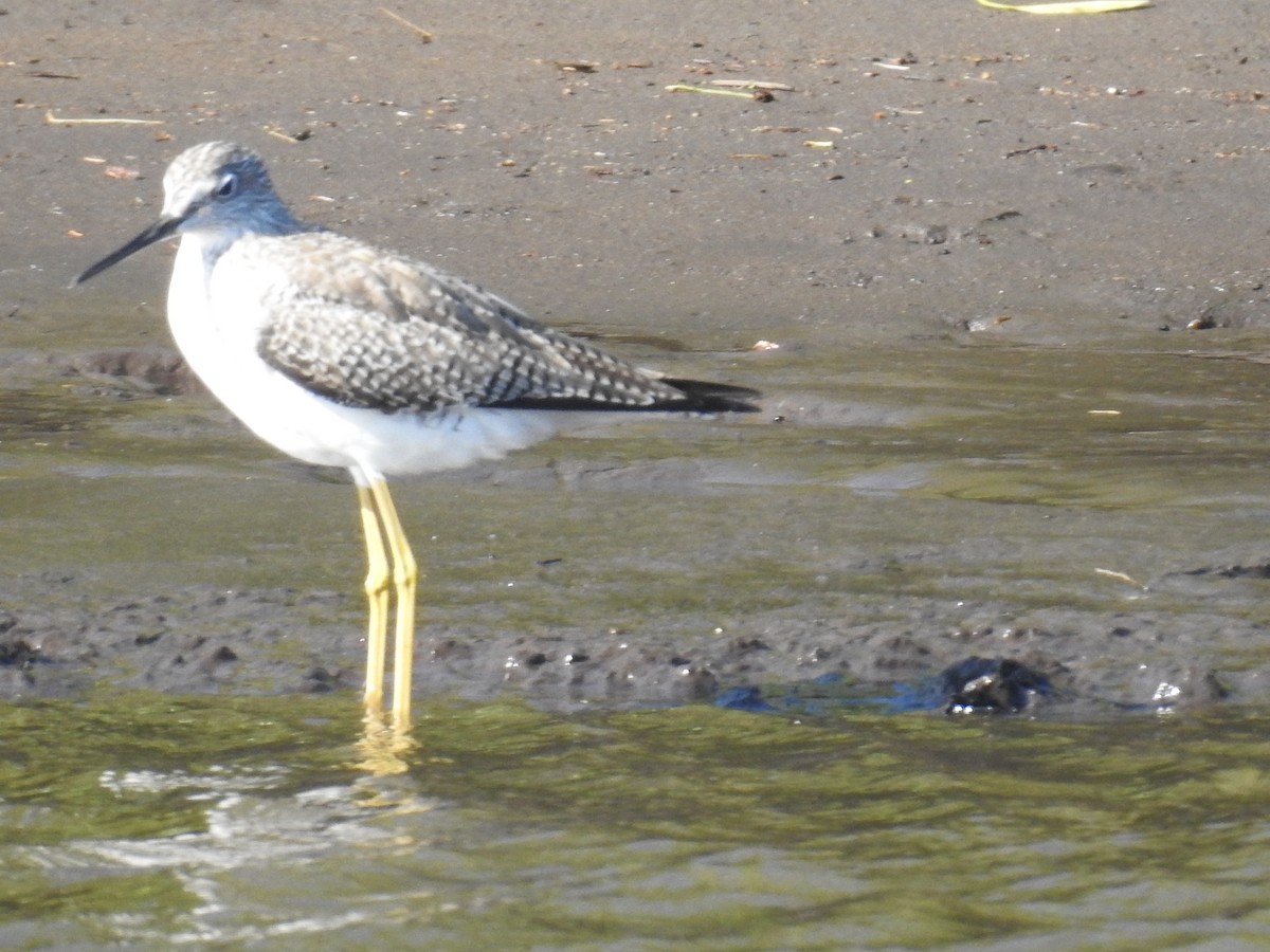 Lesser/Greater Yellowlegs - ML626914674