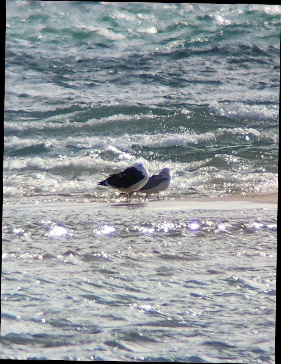 Great Black-backed Gull - ML626914773