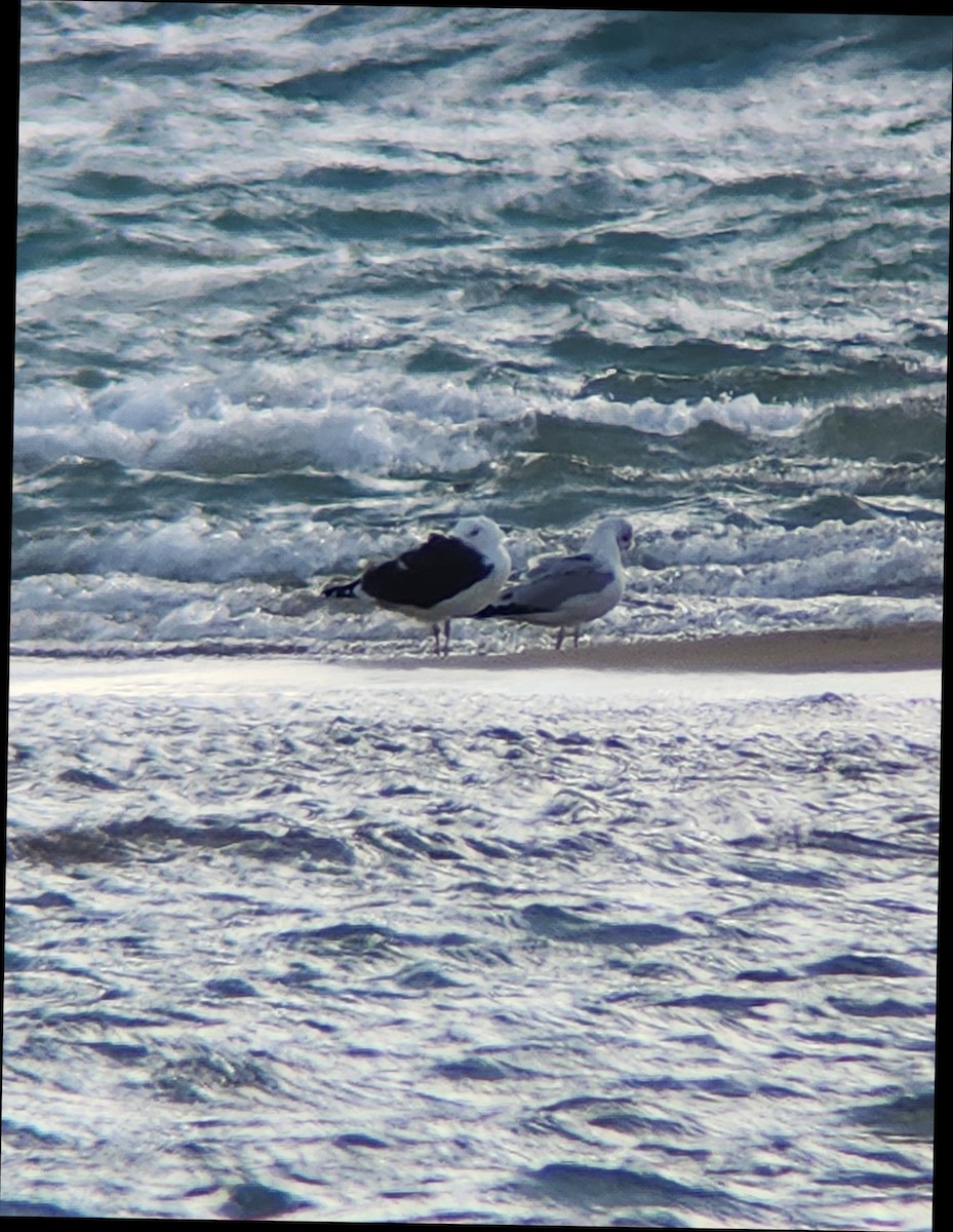 Great Black-backed Gull - ML626914774