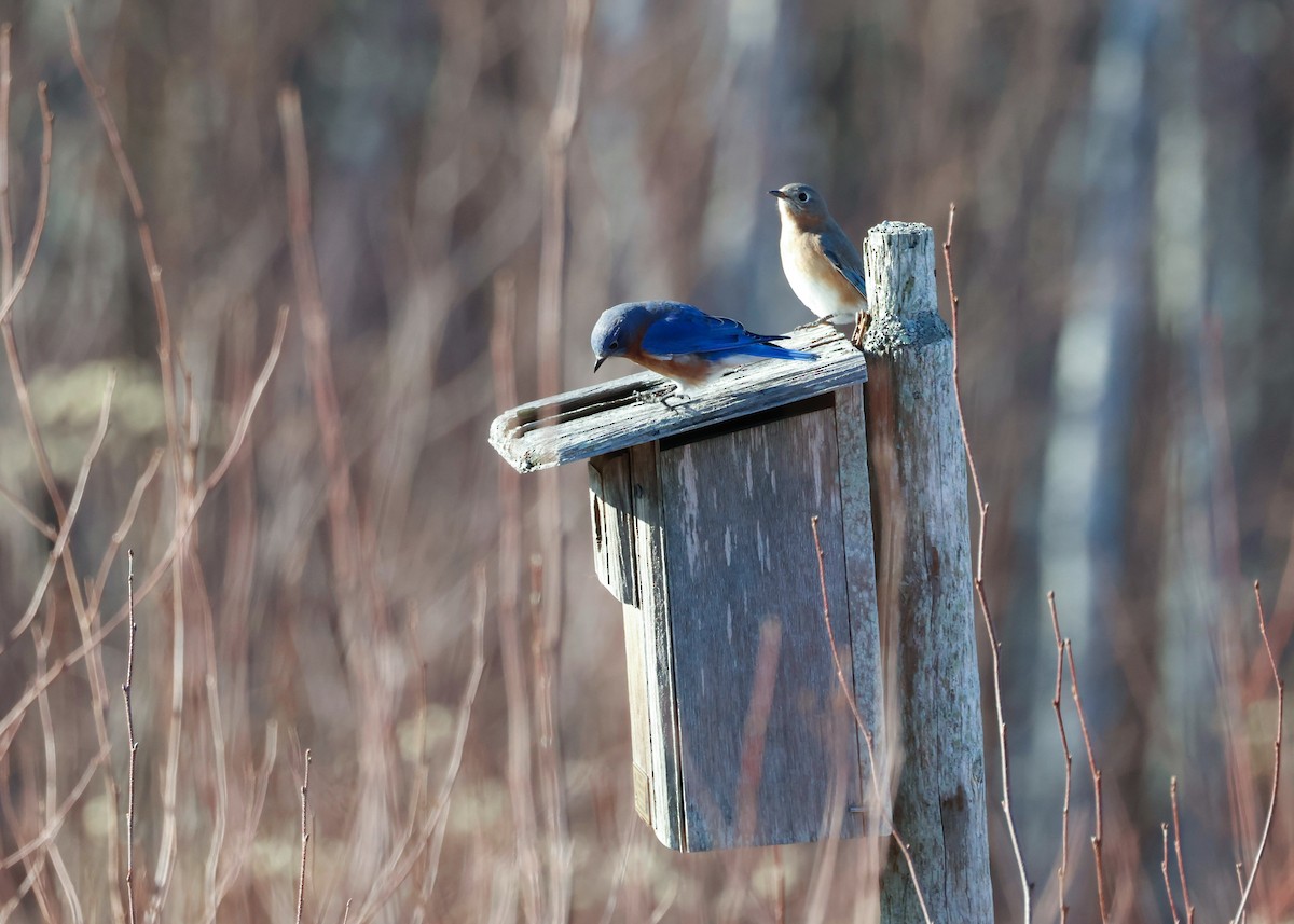 ルリツグミ - ML626914784