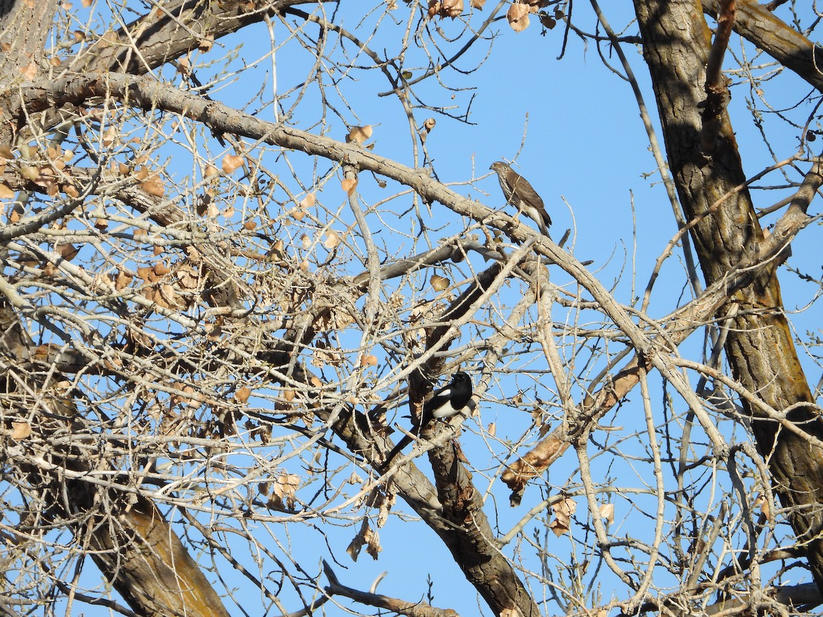 Sharp-shinned Hawk - ML626914864