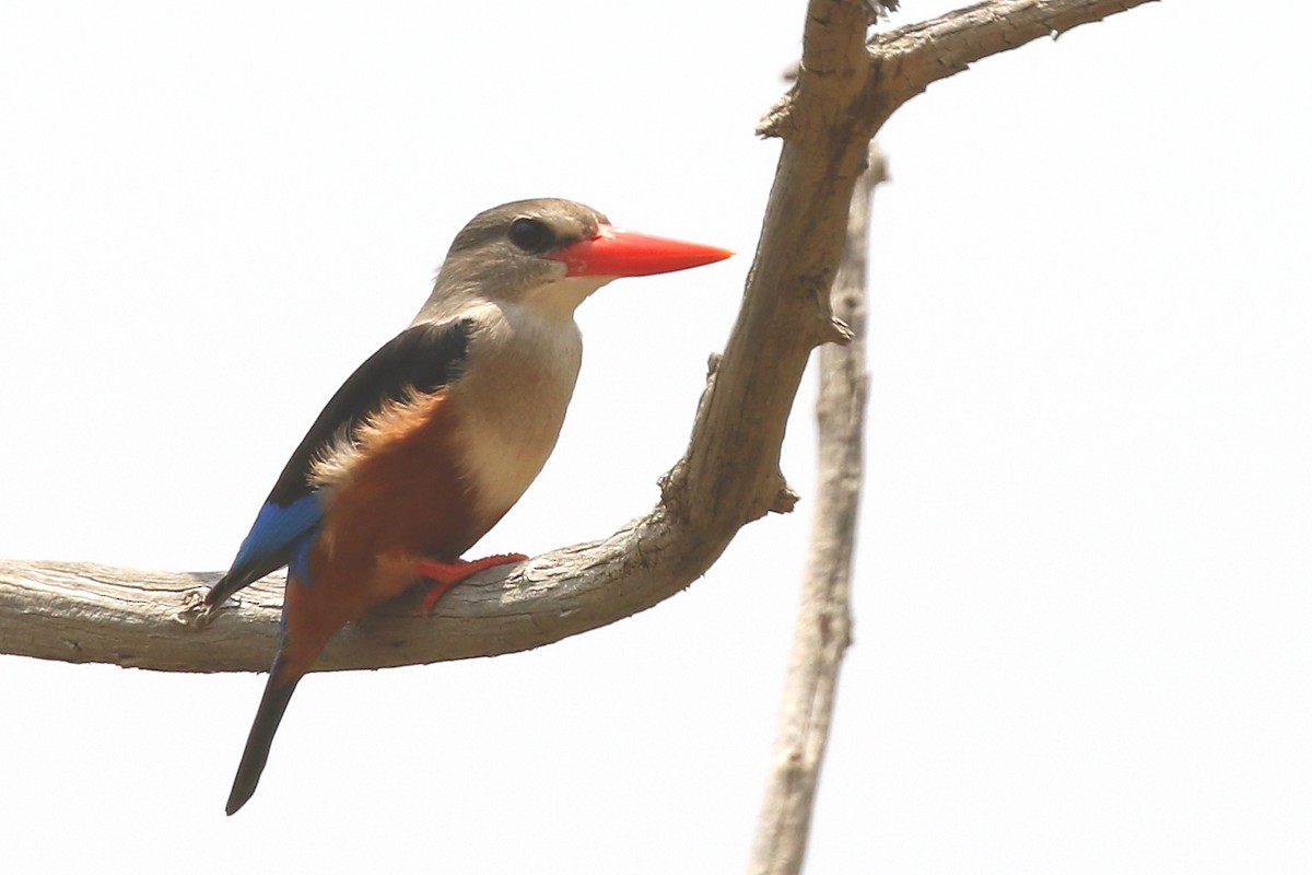 Gray-headed Kingfisher - ML626914924