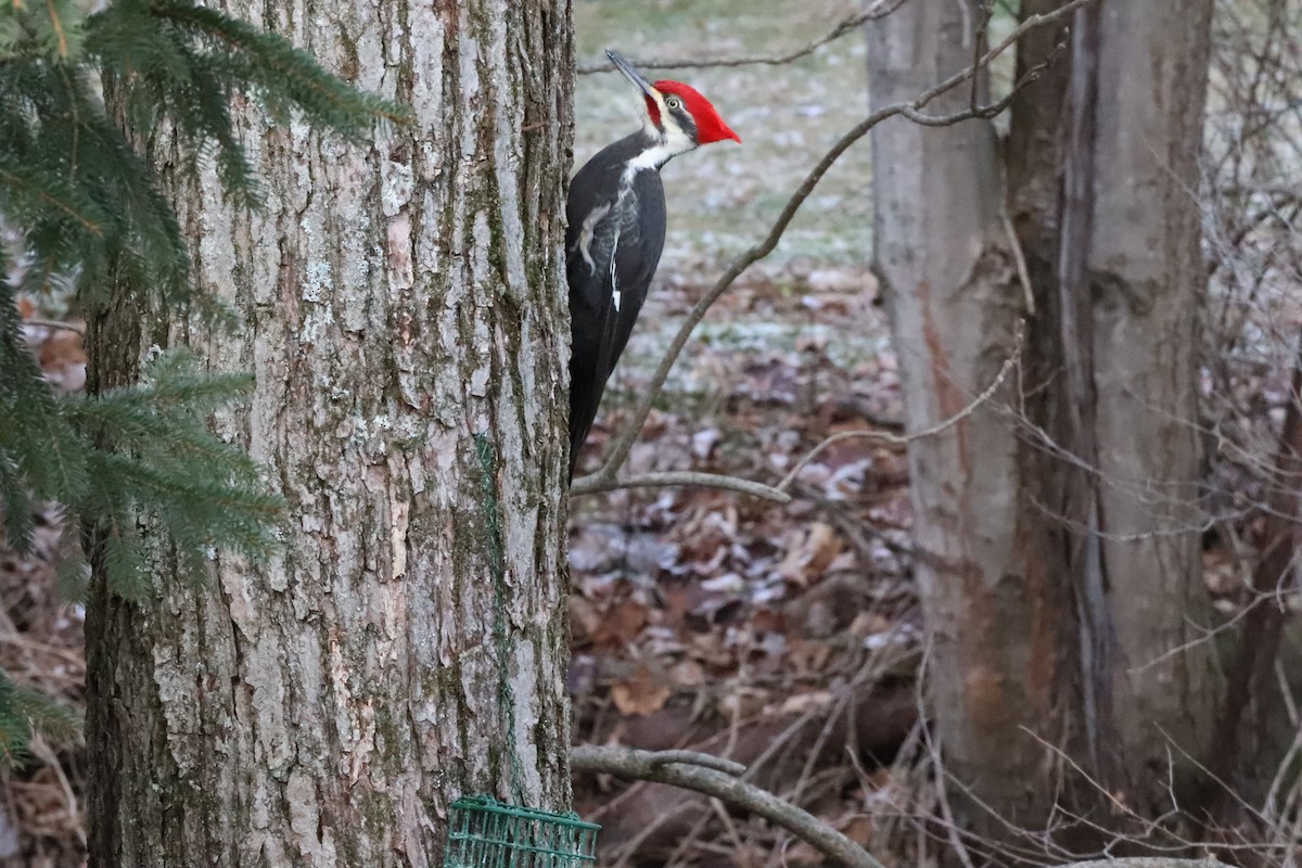 Pileated Woodpecker - ML626915054