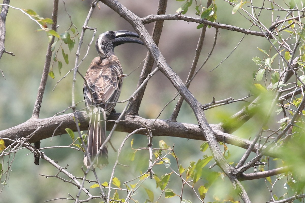 African Gray Hornbill - ML626915119