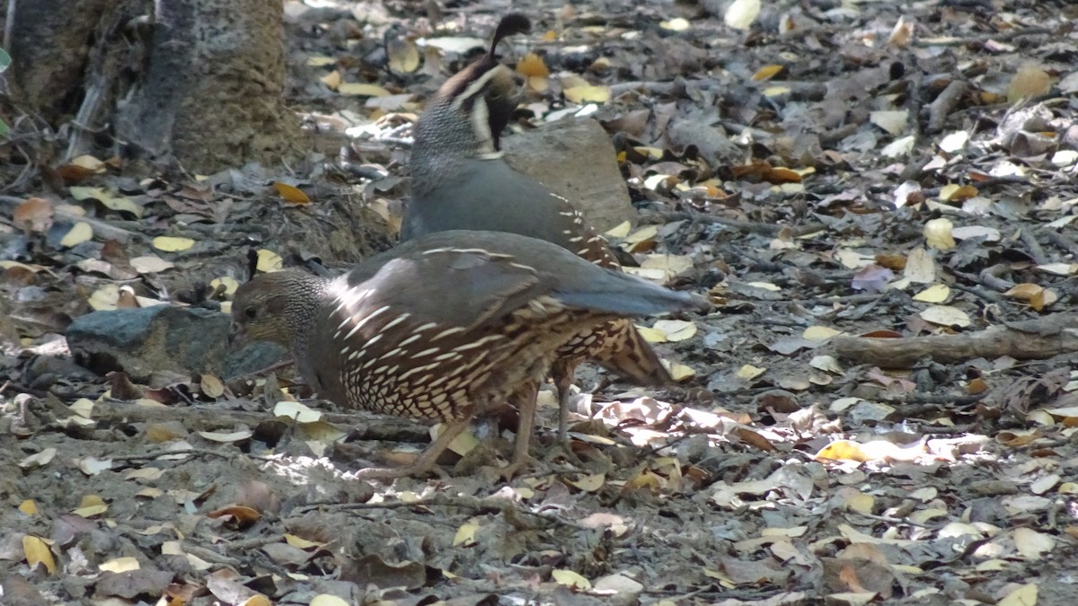 California Quail - ML626915197