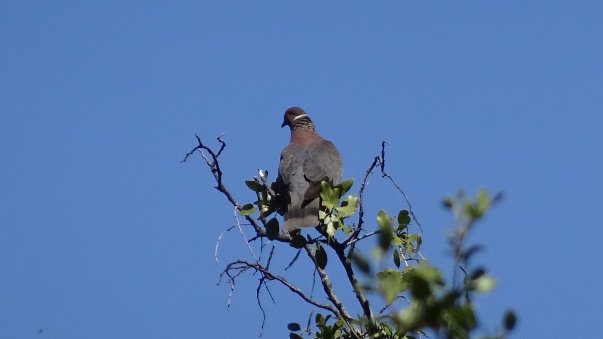 Chilean Pigeon - ML626915209