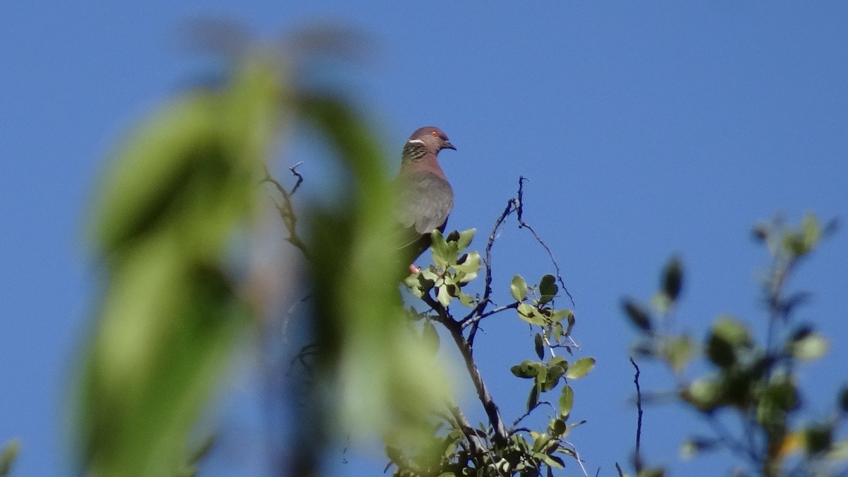 Chilean Pigeon - ML626915211
