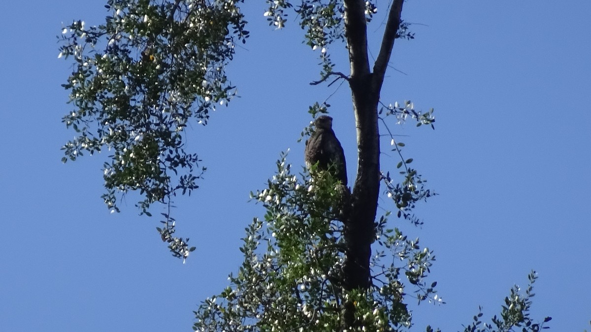 Harris's Hawk - ML626915226