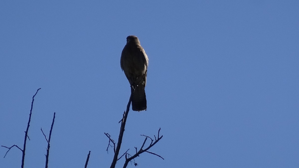 Chimango Caracara - ML626915252