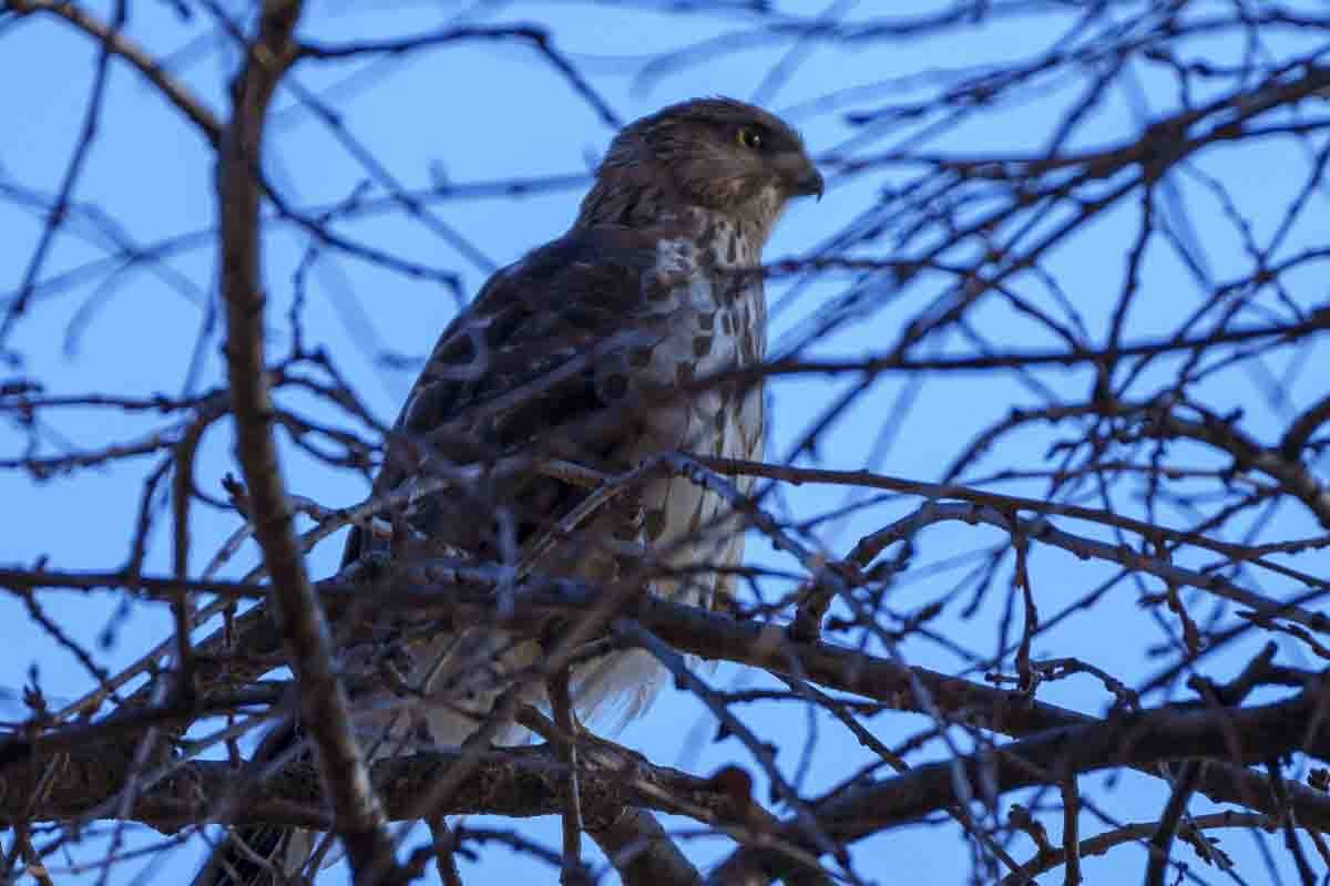 Cooper's Hawk - ML626915254