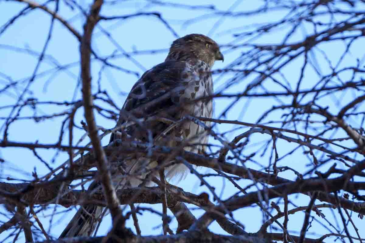 Cooper's Hawk - ML626915255