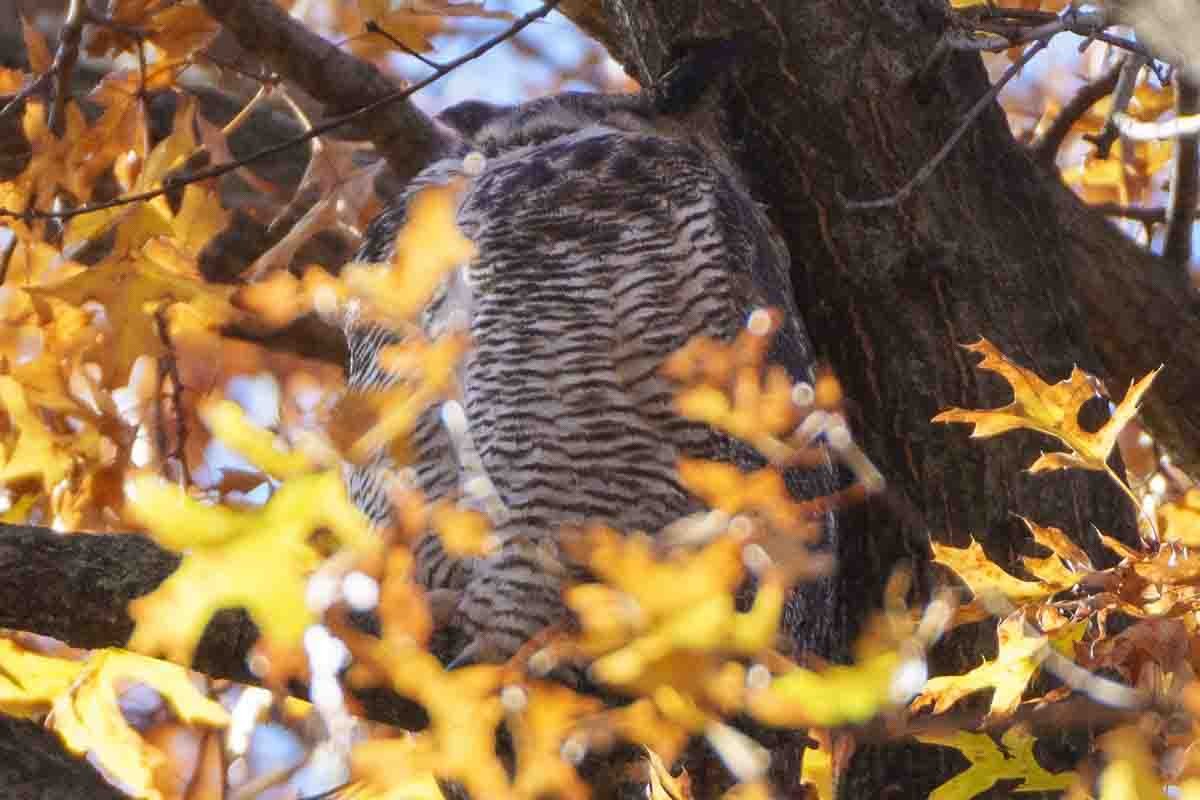Great Horned Owl - ML626915271