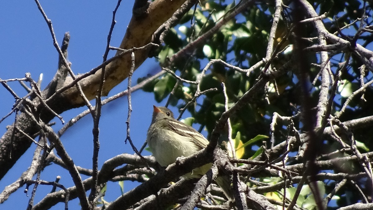 White-crested Elaenia - ML626915280