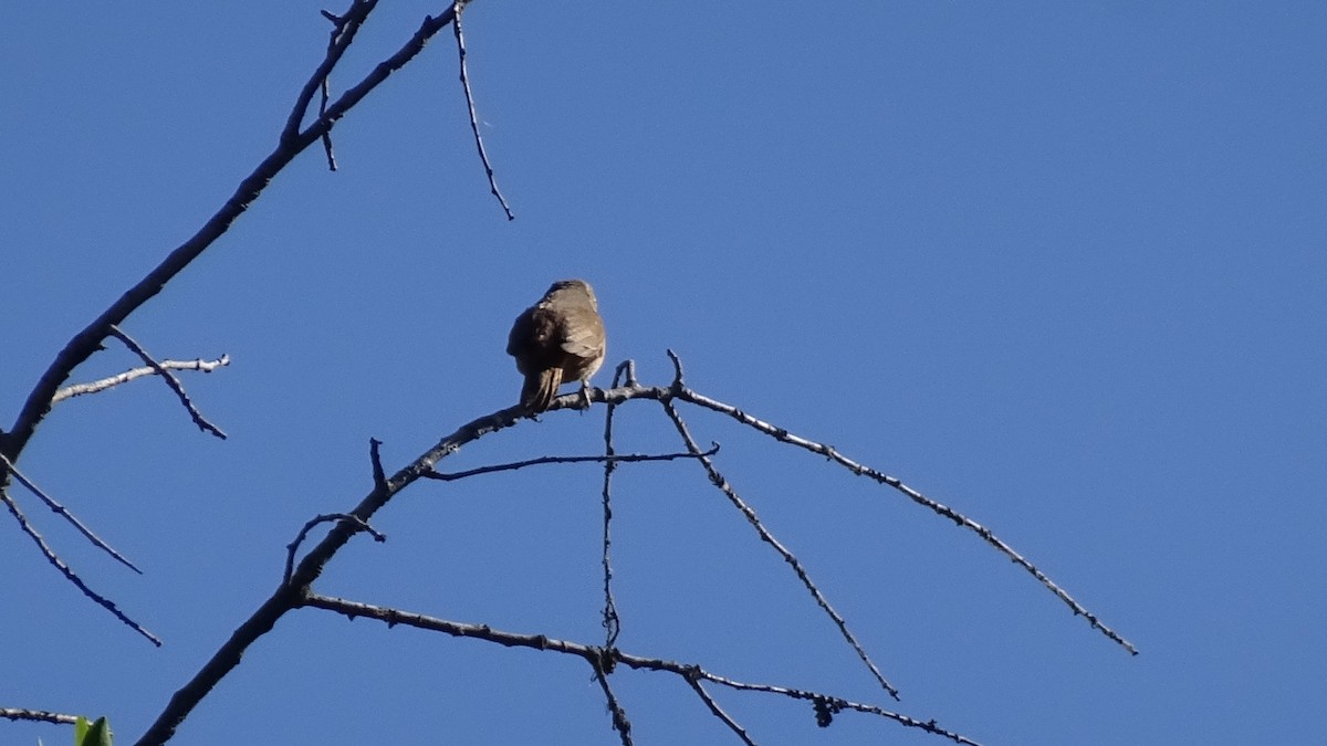 Southern House Wren - ML626915284