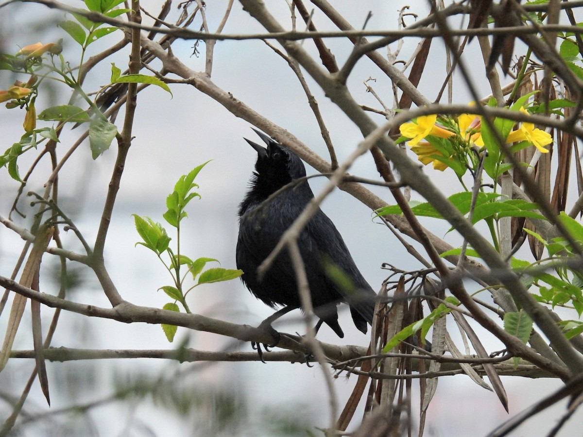 Scrub Blackbird - ML626915294