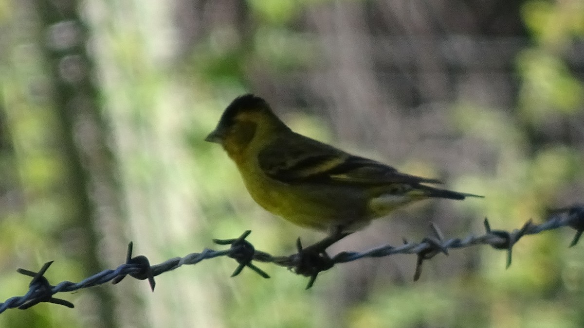 Black-chinned Siskin - ML626915301