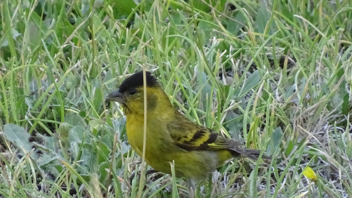 Black-chinned Siskin - ML626915302