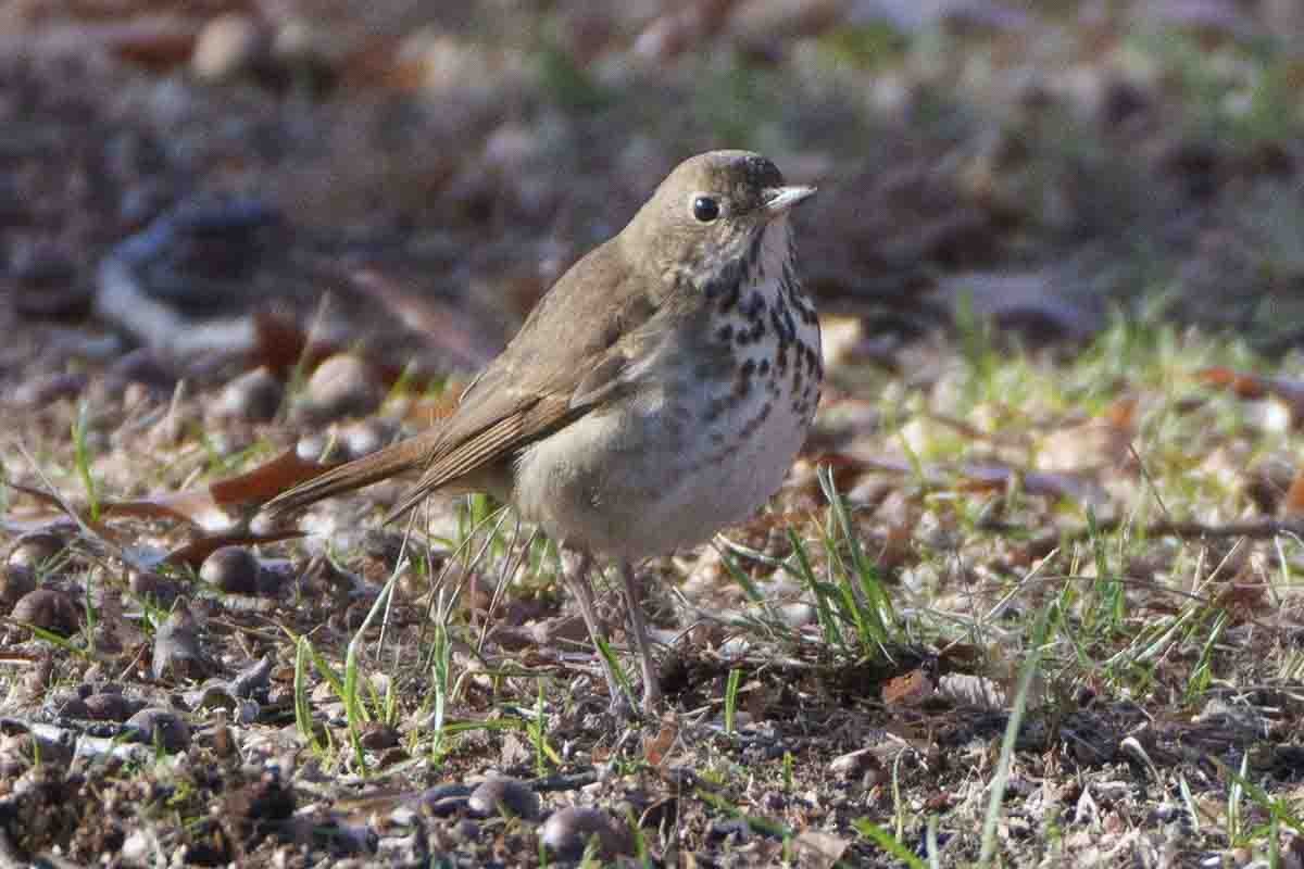 Hermit Thrush - ML626915334