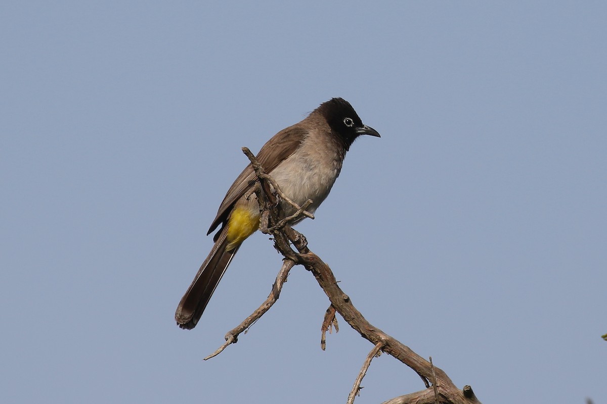 White-spectacled Bulbul - ML626915348