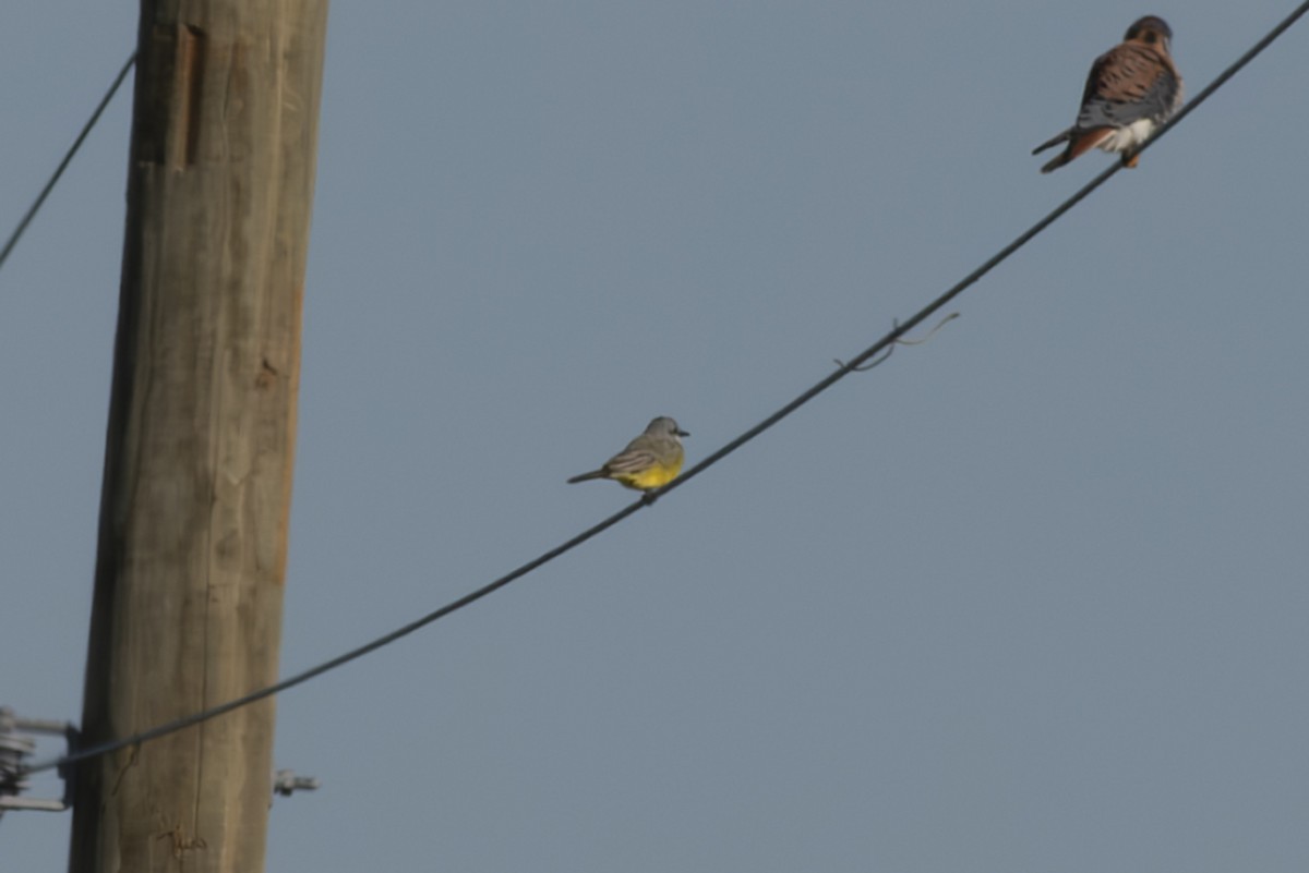 Tropical Kingbird - ML626915375