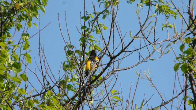 Baltimore Oriole - ML626915491