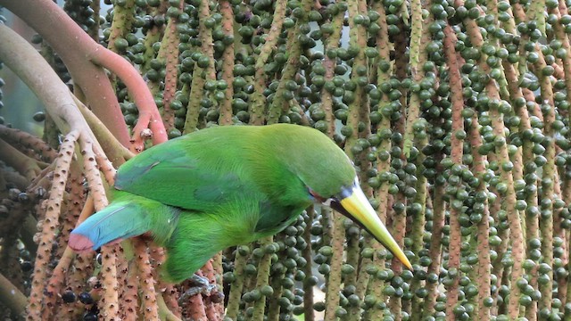 Toucanet à gorge blanche - ML626915500