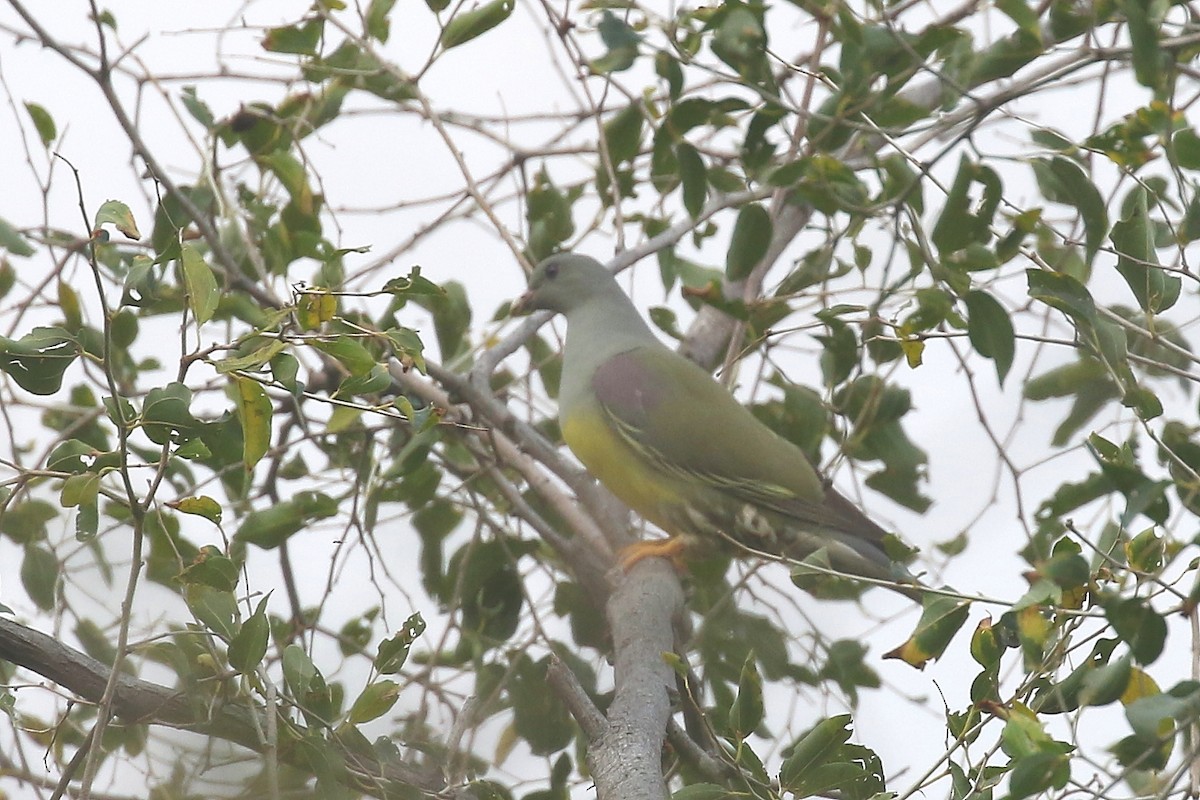 Bruce's Green-Pigeon - ML626915579