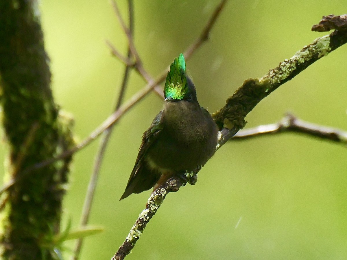 Antillean Crested Hummingbird - ML626915587