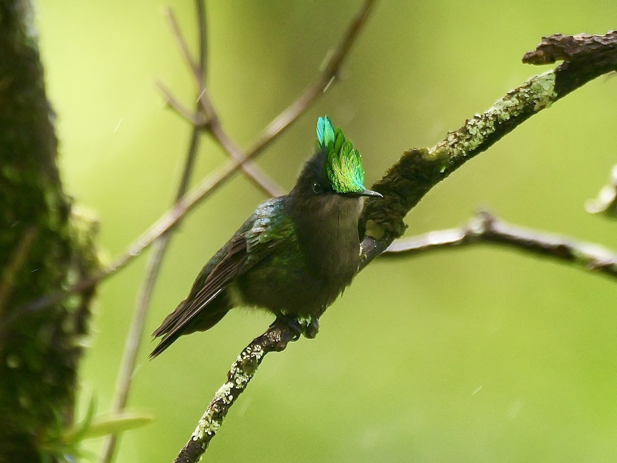 Antillean Crested Hummingbird - ML626915588