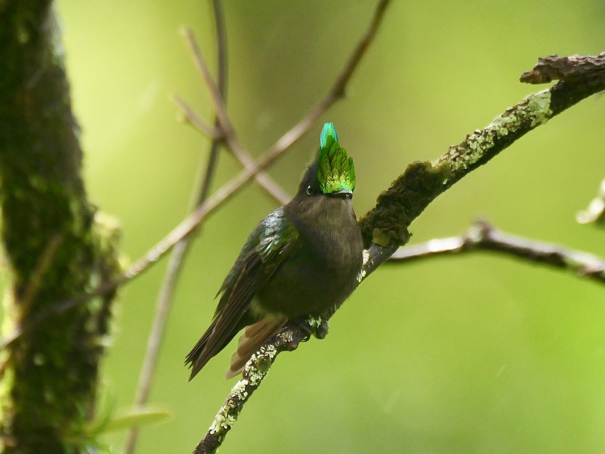 Antillean Crested Hummingbird - ML626915589