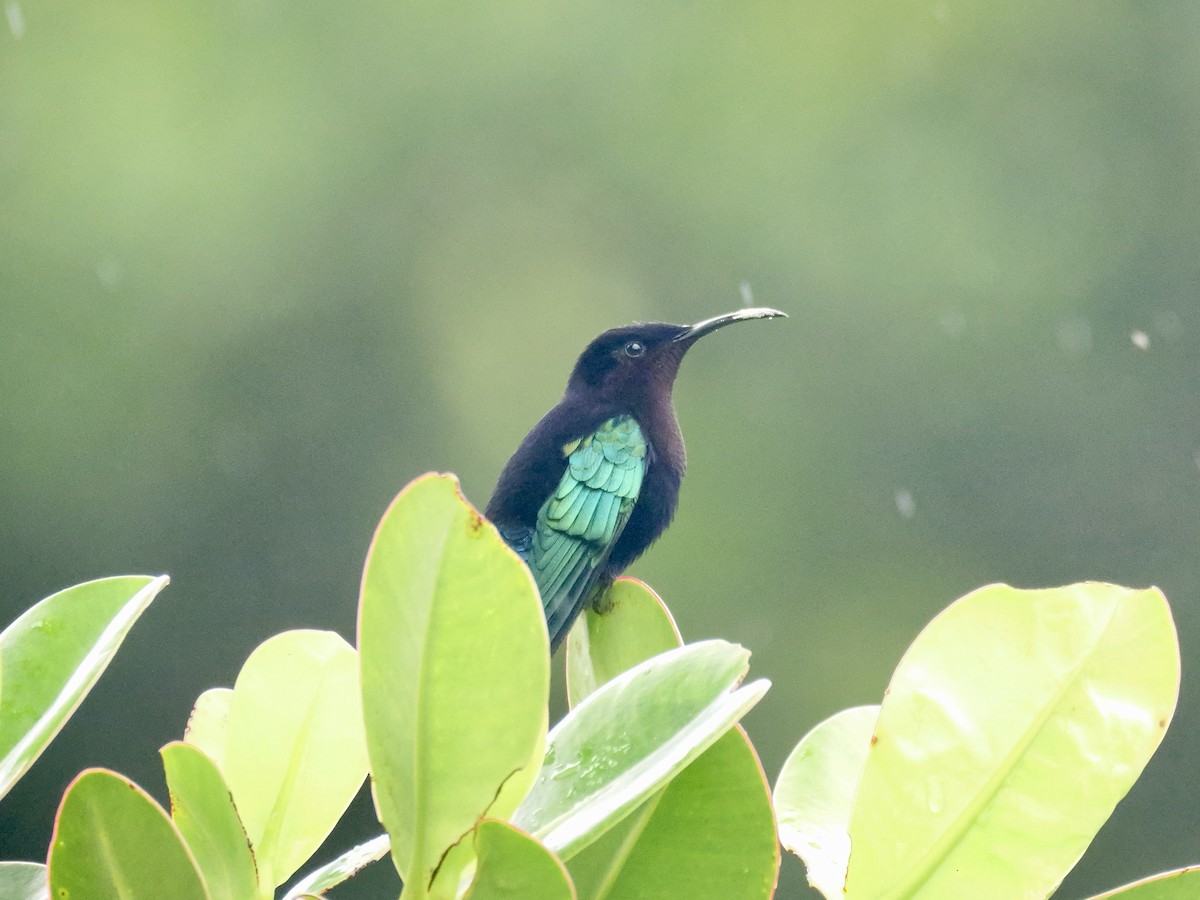 Purple-throated Carib - ML626915599